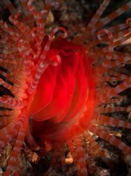 'Full of blood' from Lembeh. Taken with Olympus E-20 in T... by Istvan Juhasz 